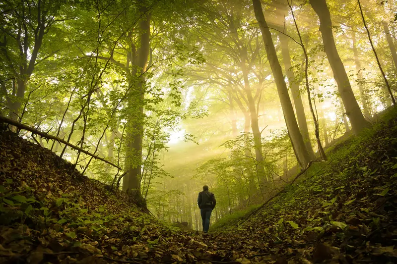 Man walking alone through a misty forest with sunrays coming through tall trees