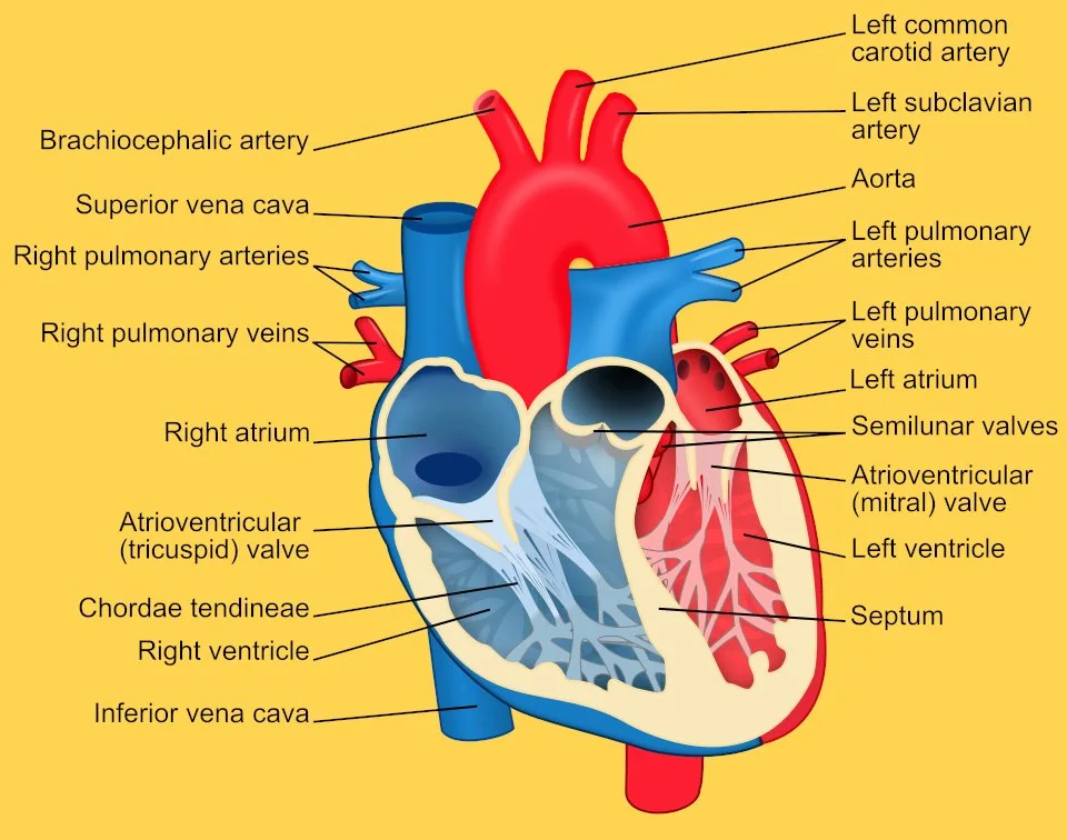 Labeled anatomical diagram of the human heart showing the four chambers, major vessels including the aorta and pulmonary artery, valves including the tricuspid and mitral, and the distinction between oxygenated and deoxygenated blood pathways