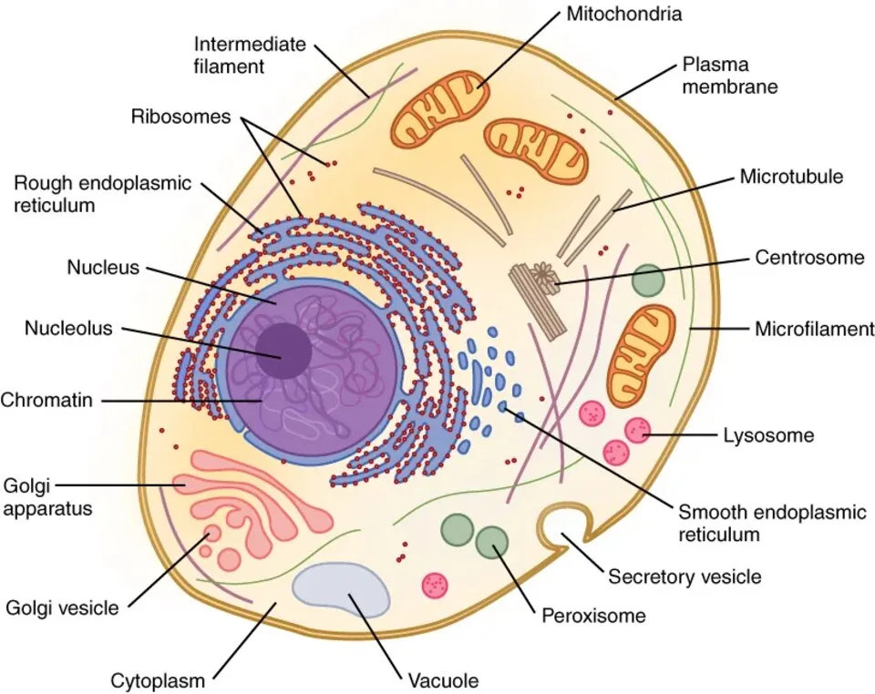 Labeled diagram of a human cell showing the nucleus, mitochondria, ribosomes, endoplasmic reticulum, Golgi apparatus, and other organelles