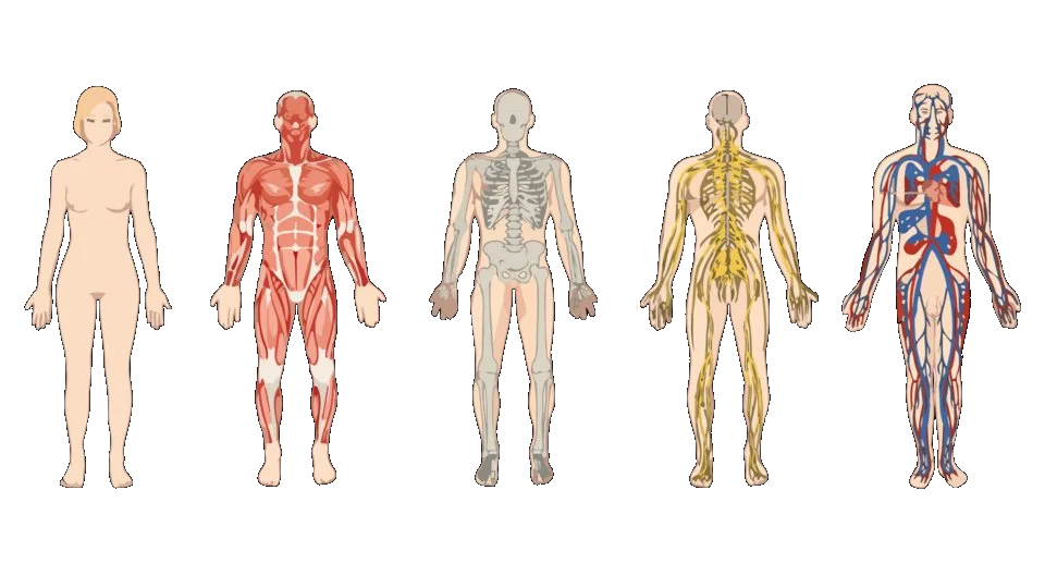How the Human Body Works: A Biomedical Overview of Your Most Important System