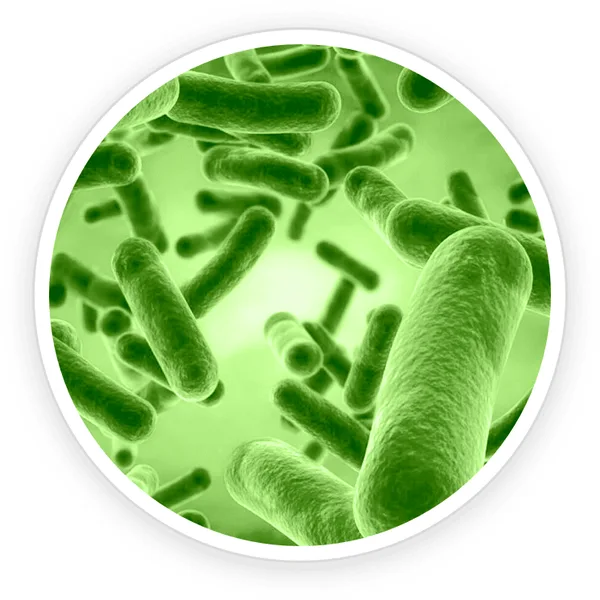 Bacillus Coagulans probiotic bacteria