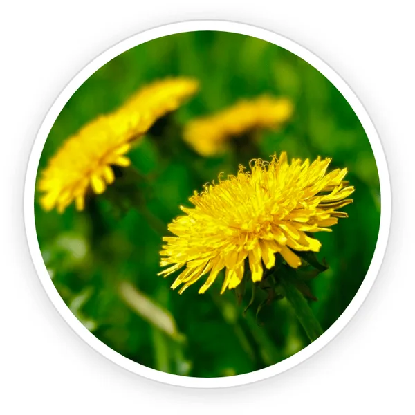 Dandelion Taraxacum officinale flowers