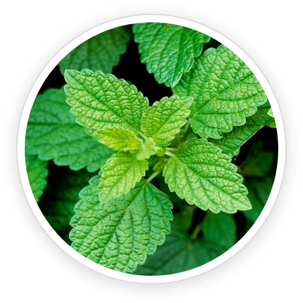 Lemon balm Melissa officinalis plant