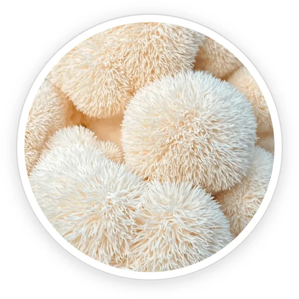 Lion's Mane mushroom Hericium erinaceus
