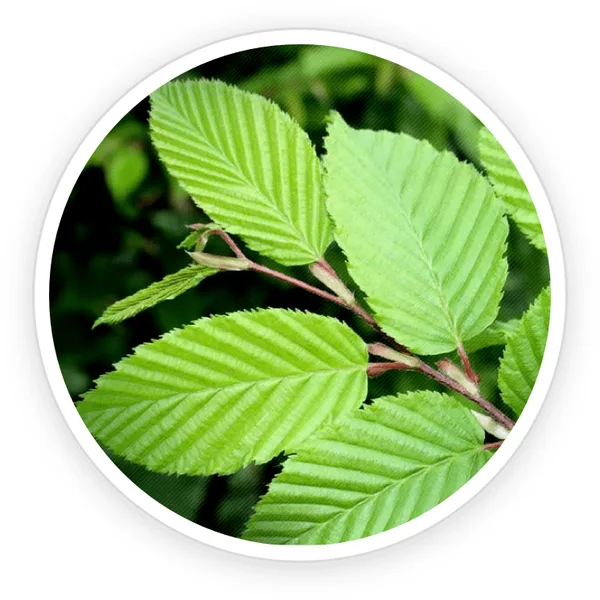 Slippery elm tree leaves