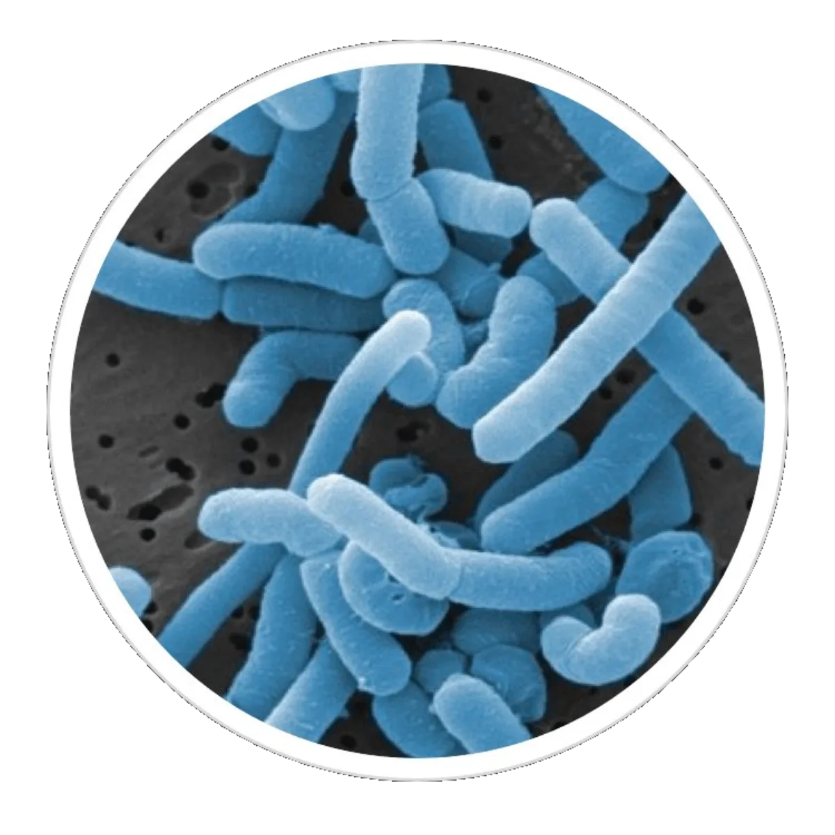 Scanning electron microscope image of beneficial oral bacteria