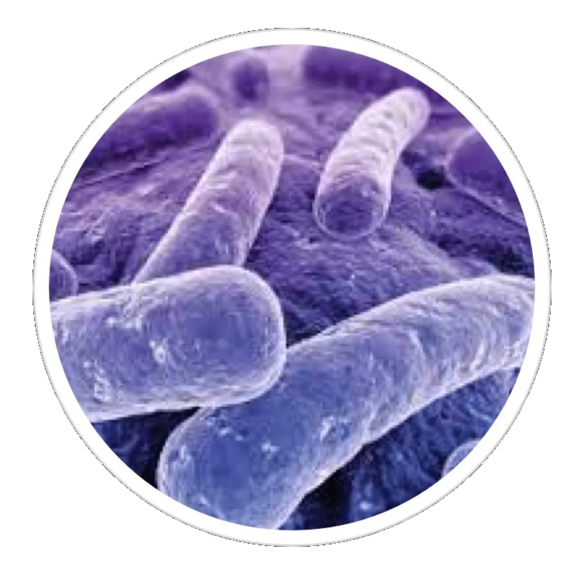 Close-up microscopy of probiotic bacterial strains