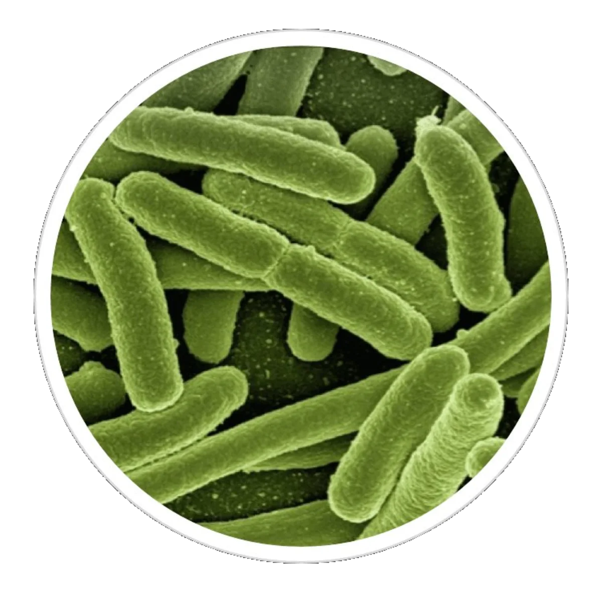 Green probiotic bacteria under electron microscope