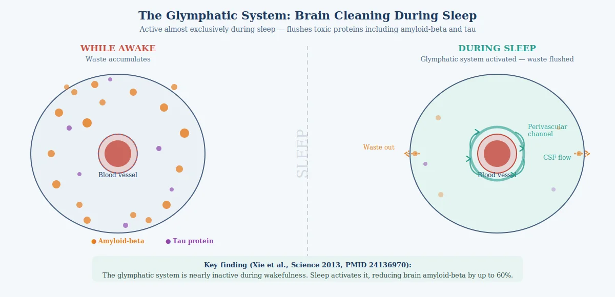 Diagram comparing brain waste accumulation while awake versus glymphatic system flushing amyloid-beta and tau during sleep